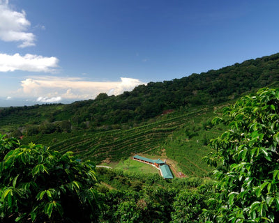 Certified - Wholesale Coffee